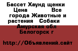 Бассет Хаунд щенки › Цена ­ 20 000 - Все города Животные и растения » Собаки   . Амурская обл.,Белогорск г.